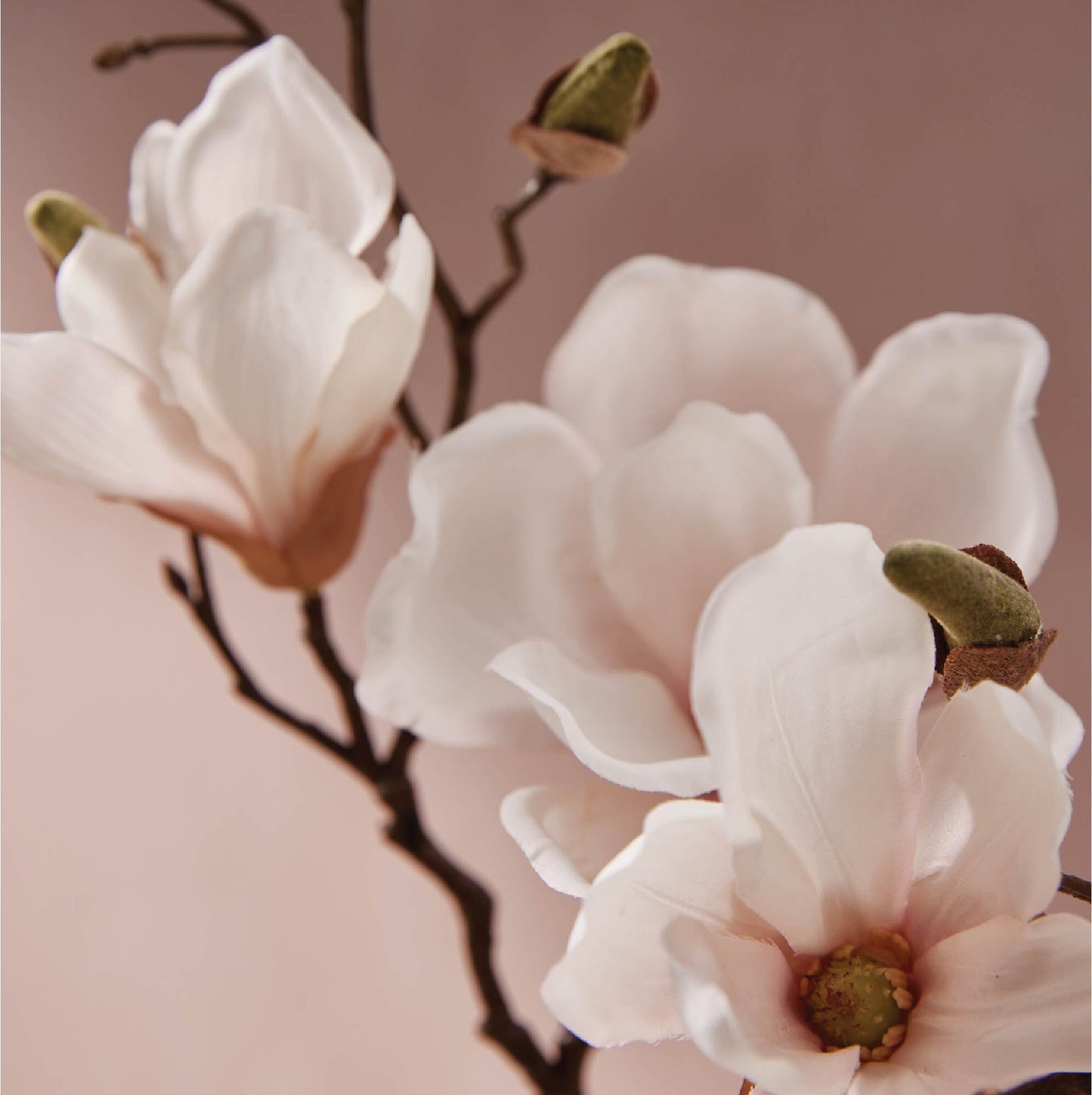 Magnolia Willow Dishwashing Liquid